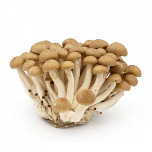 Picture of BROWN SHIMEIJI MUSHROOM (150G/PKT)